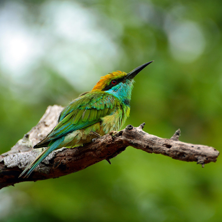 Colourful bird on a branch of a tree