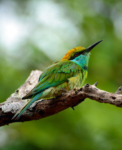Colourful bird on a tree branch