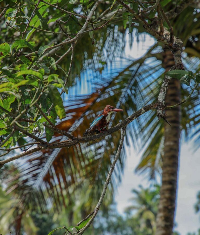 A coconut tree at Ona Garden Villa