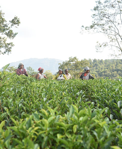 Group of women pluking tea leaves