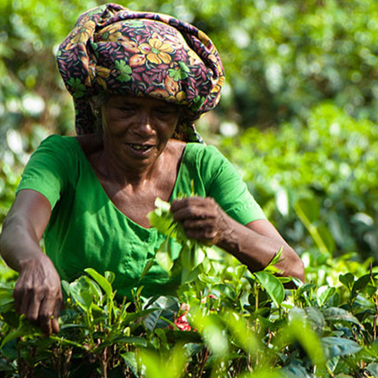 Old lady plucking tea leaves