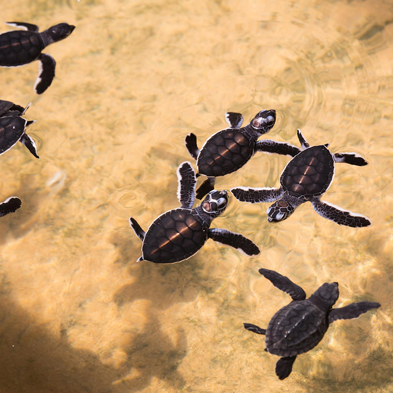 Sea turtle hatchery Sri Lanka