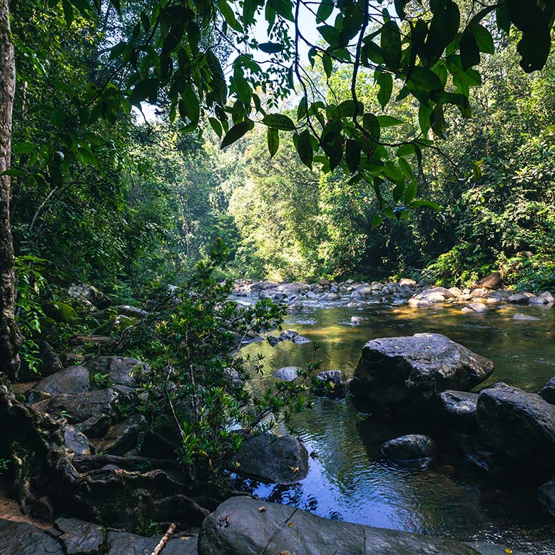 Sinharaja Rainforest Sri Lanka