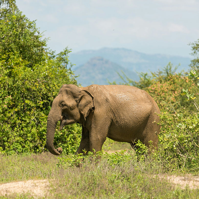 Wild elephant walking through green grassy landscape