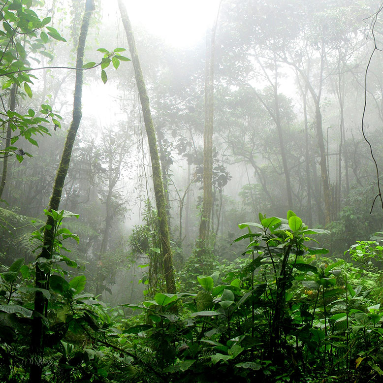 Forest area near Unawatuna