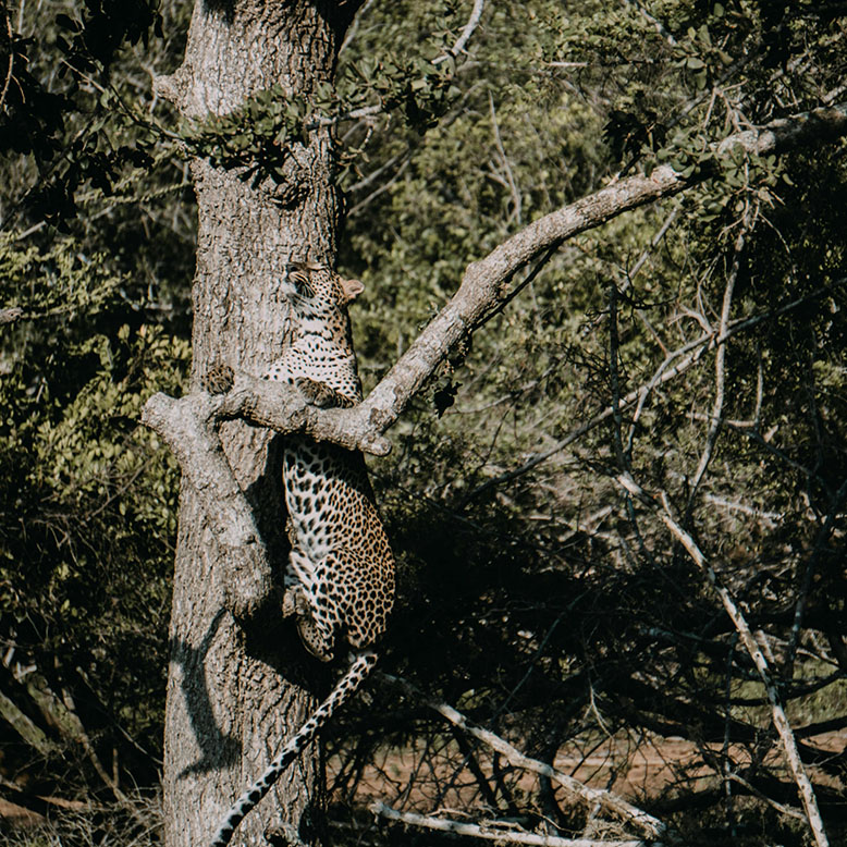 A tiger climbing a tree