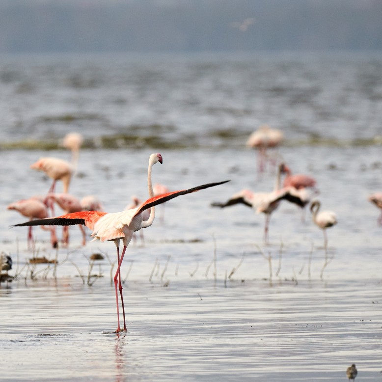 Greater flamingos wading in the water 
