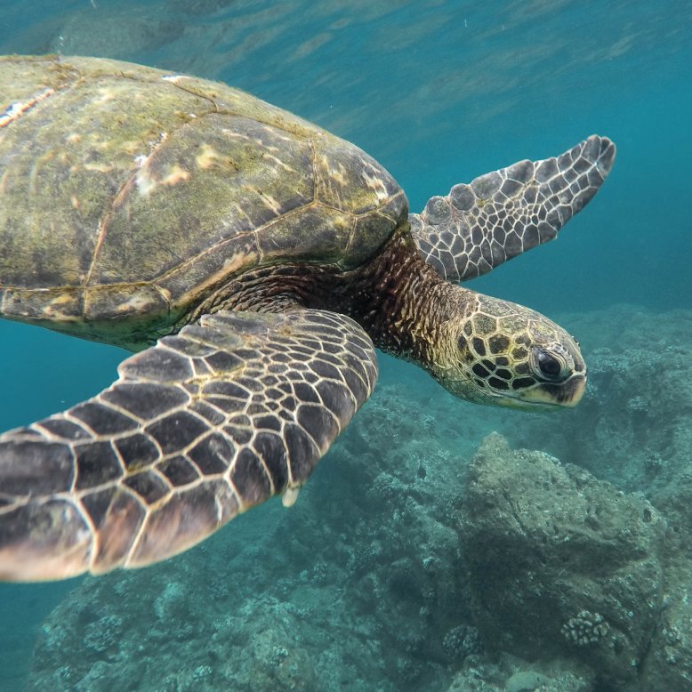 Large sea turtle in the ocean